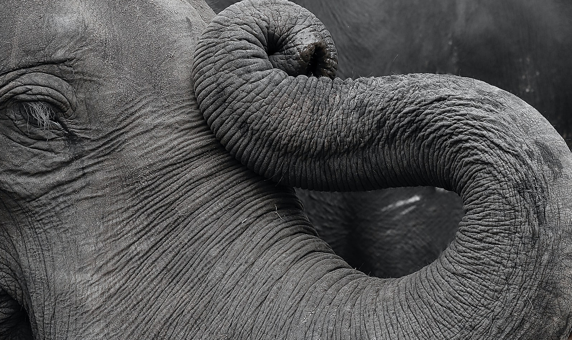 Mehr über den Artikel erfahren Wie Schäferhunde.